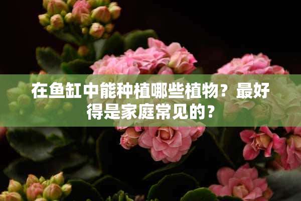 在鱼缸中能种植哪些植物？最好得是家庭常见的？