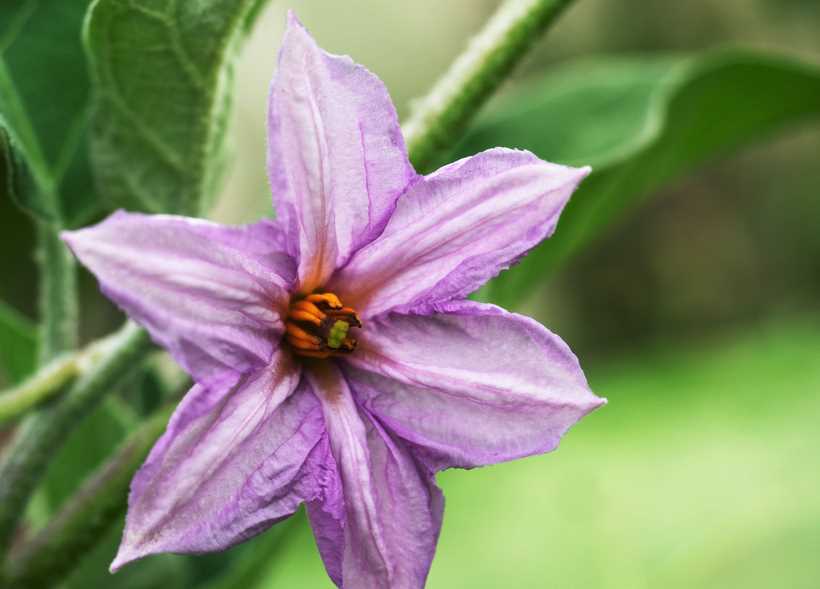 茄子怎么进行花粉培养?