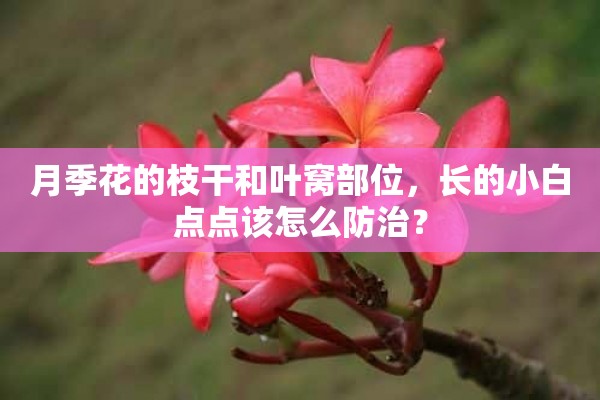 月季花的枝干和叶窝部位，长的小白点点该怎么防治？