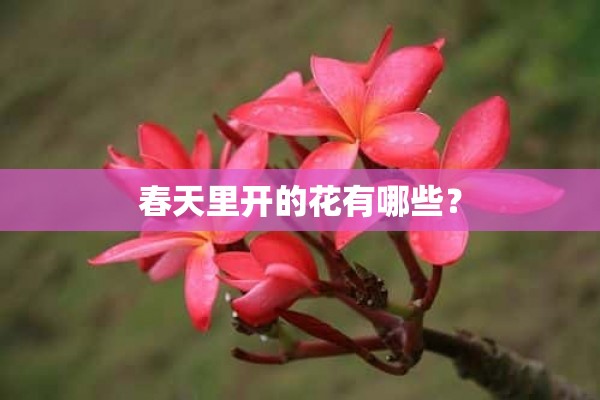 春天里开的花有哪些？