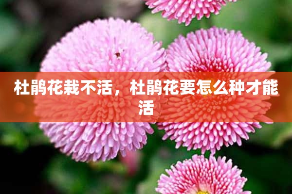 杜鹃花栽不活，杜鹃花要怎么种才能活