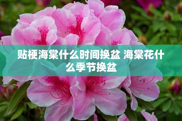 贴梗海棠什么时间换盆 海棠花什么季节换盆