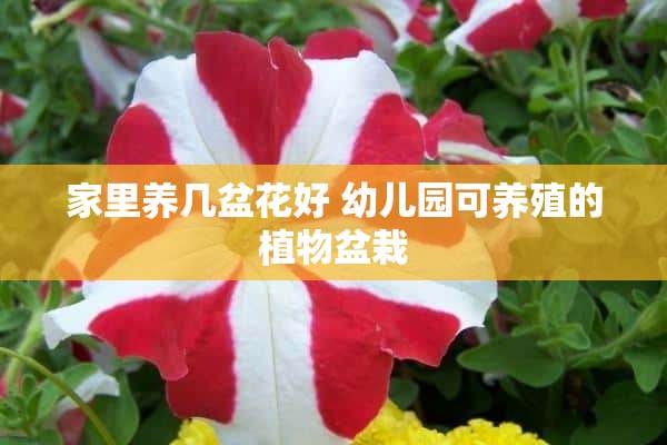 家里养几盆花好 幼儿园可养殖的植物盆栽