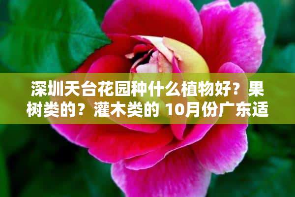 深圳天台花园种什么植物好？果树类的？灌木类的 10月份广东适合养什么植物在阳台