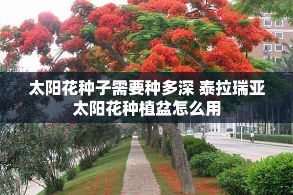 太阳花种子需要种多深 泰拉瑞亚太阳花种植盆怎么用