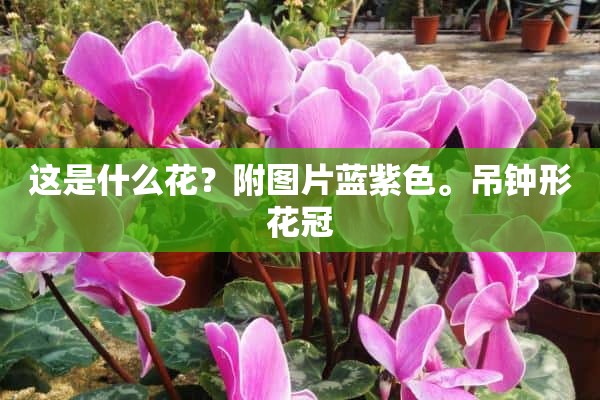 这是什么花？附图片蓝紫色。吊钟形花冠