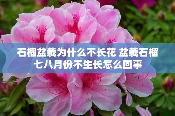 石榴盆栽为什么不长花 盆栽石榴七八月份不生长怎么回事