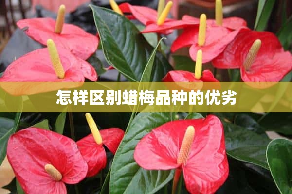 怎样区别蜡梅品种的优劣