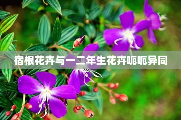 宿根花卉与一二年生花卉呃呃异同