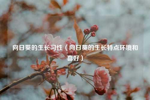 向日葵的生长习性（向日葵的生长特点环境和喜好）