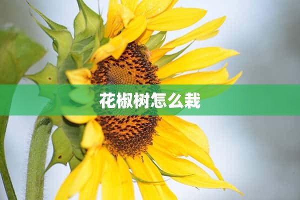 花椒树怎么栽