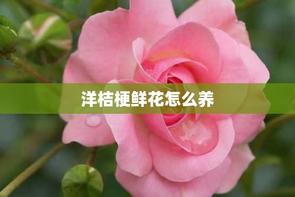 洋桔梗鲜花怎么养