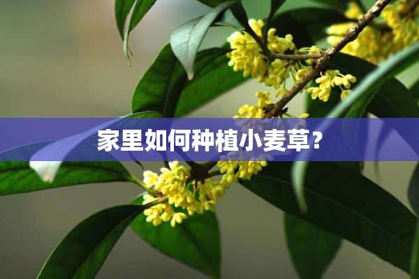 家里如何种植小麦草？