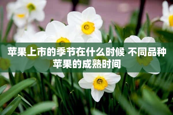 苹果上市的季节在什么时候 不同品种苹果的成熟时间