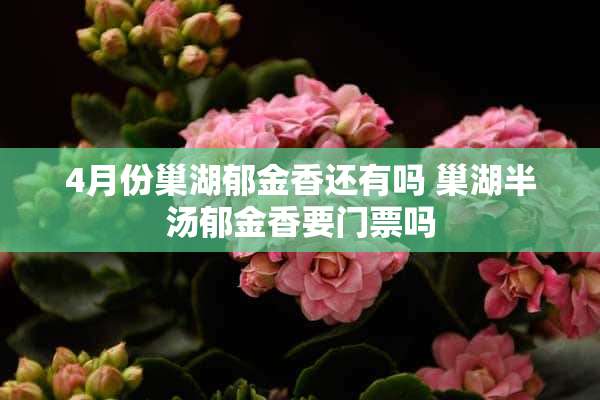 4月份巢湖郁金香还有吗 巢湖半汤郁金香要门票吗