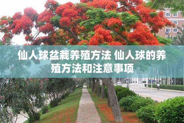 仙人球盆栽养殖方法 仙人球的养殖方法和注意事项