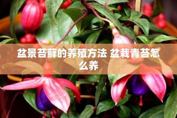 盆景苔藓的养殖方法 盆栽青苔怎么养