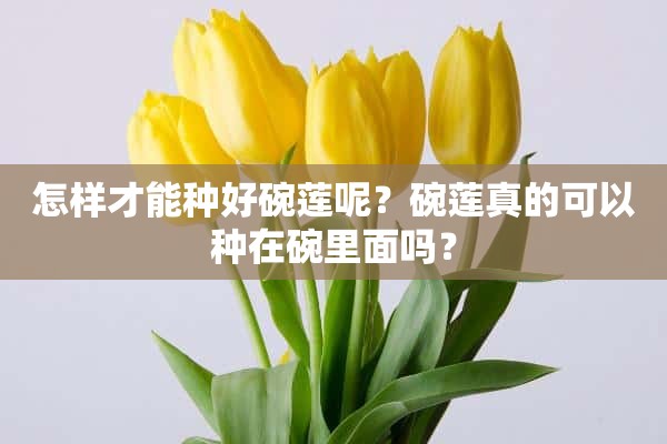 怎样才能种好碗莲呢？碗莲真的可以种在碗里面吗？