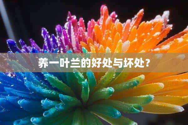 养一叶兰的好处与坏处？