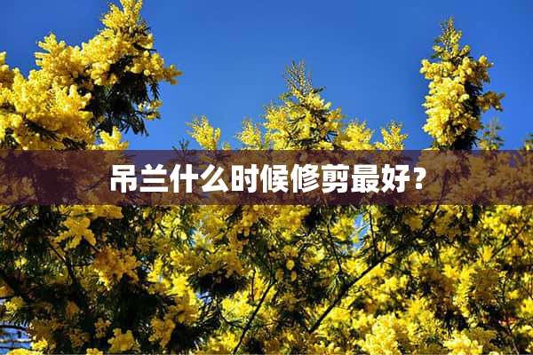 吊兰什么时候修剪最好？