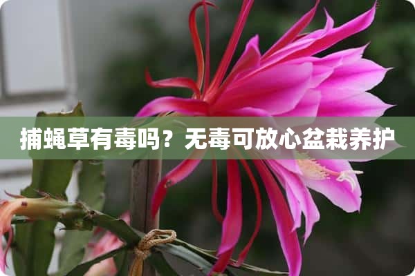 捕蝇草有毒吗？无毒可放心盆栽养护