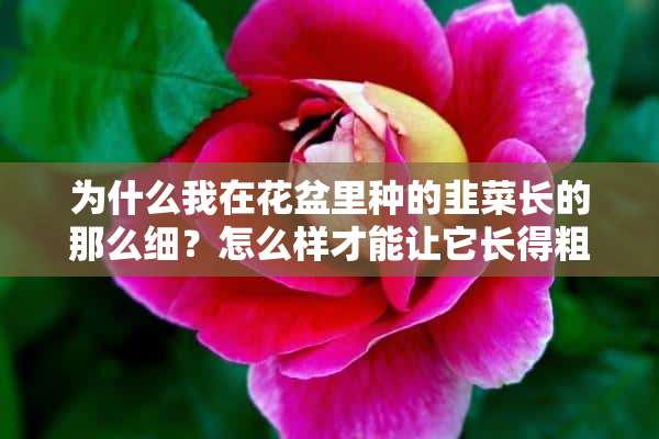 为什么我在花盆里种的韭菜长的那么细？怎么样才能让它长得粗呢