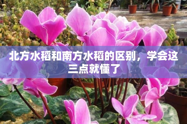 北方水稻和南方水稻的区别，学会这三点就懂了