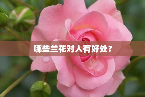 哪些兰花对人有好处？