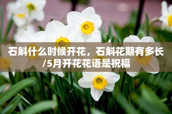 石斛什么时候开花，石斛花期有多长/5月开花花语是祝福