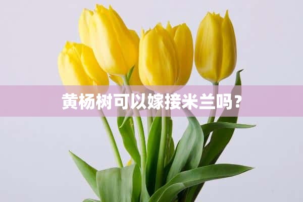 黄杨树可以嫁接米兰吗？