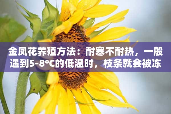 金凤花养殖方法：耐寒不耐热，一般遇到5-8℃的低温时，枝条就会被冻伤