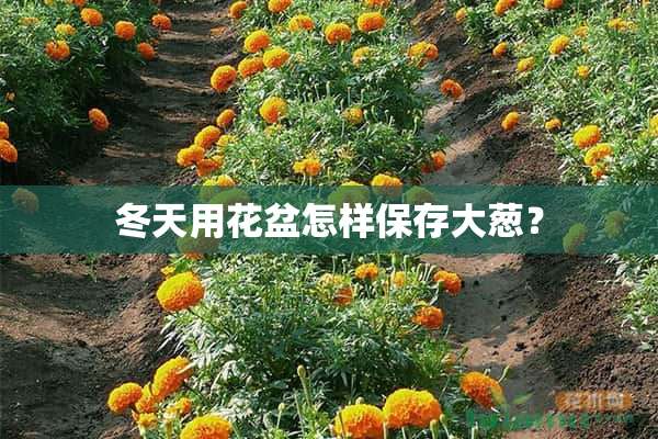 冬天用花盆怎样保存大葱？