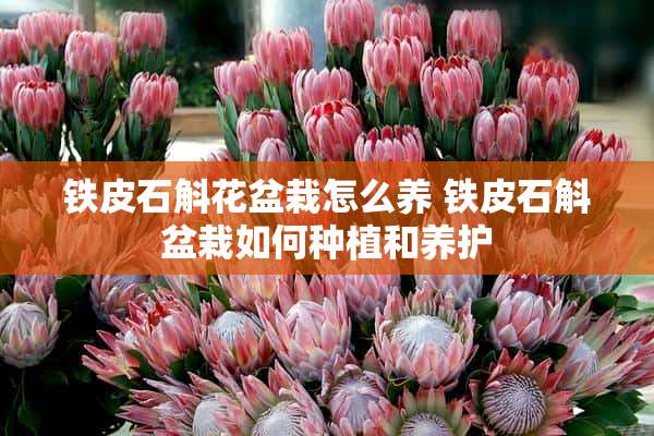 铁皮石斛花盆栽怎么养 铁皮石斛盆栽如何种植和养护