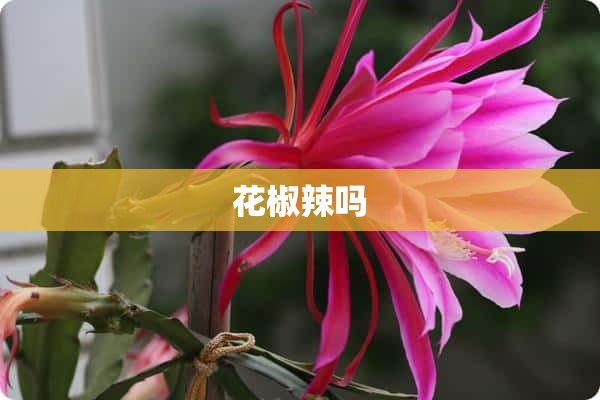 花椒辣吗