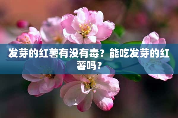 发芽的红薯有没有毒？能吃发芽的红薯吗？