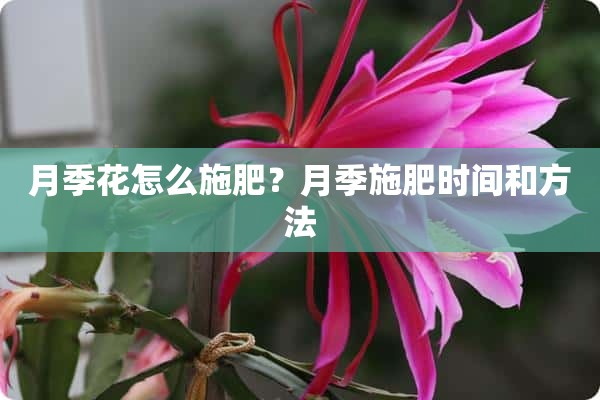 月季花怎么施肥？月季施肥时间和方法