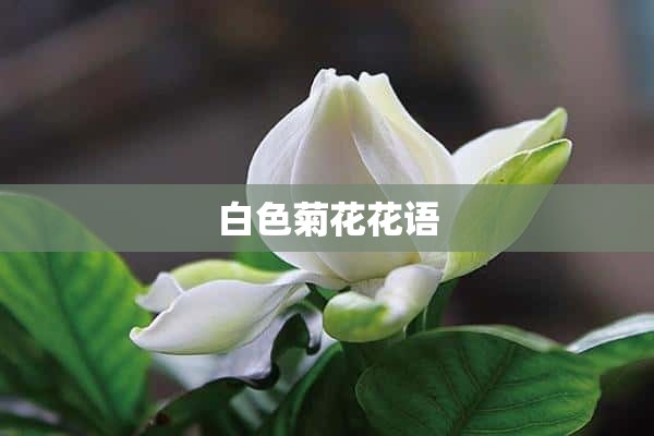 白色菊花花语