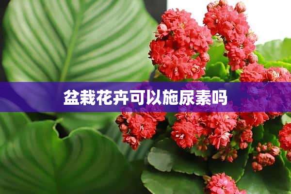 盆栽花卉可以施尿素吗