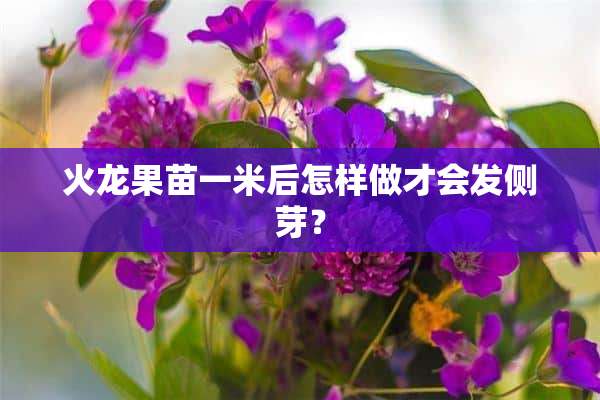 火龙果苗一米后怎样做才会发侧芽？