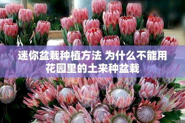 迷你盆栽种植方法 为什么不能用花园里的土来种盆栽