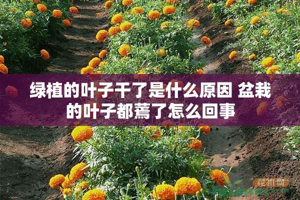 绿植的叶子干了是什么原因 盆栽的叶子都蔫了怎么回事