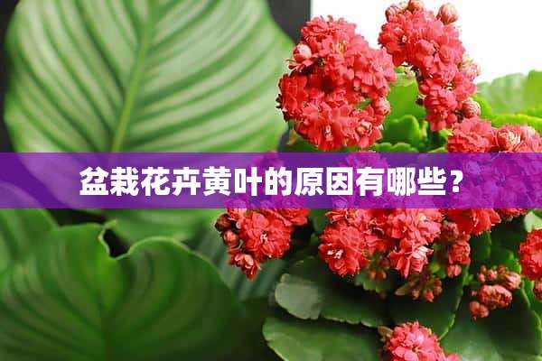 盆栽花卉黄叶的原因有哪些？