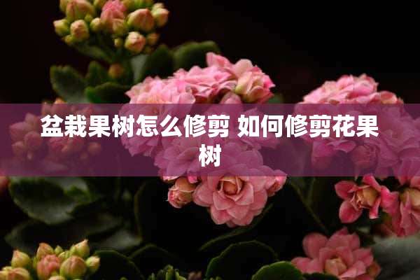 盆栽果树怎么修剪 如何修剪花果树