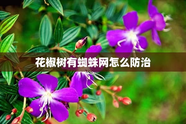 花椒树有蜘蛛网怎么防治