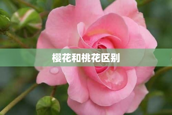 樱花和桃花区别