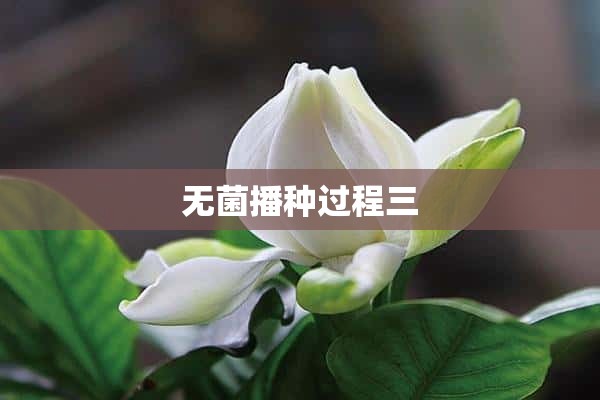 无菌播种过程三