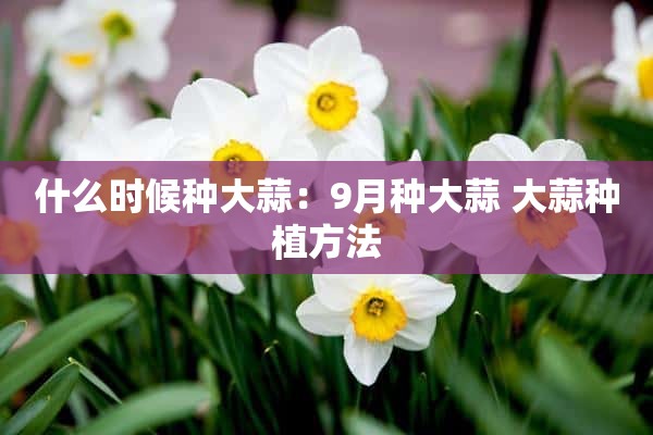 什么时候种大蒜：9月种大蒜 大蒜种植方法