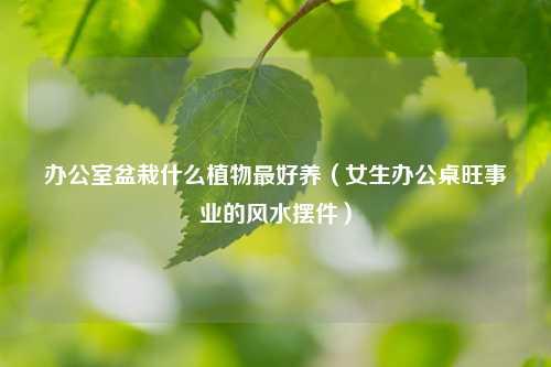 办公室盆栽什么植物最好养（女生办公桌旺事业的风水摆件） 花卉