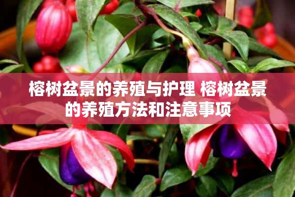 榕树盆景的养殖与护理 榕树盆景的养殖方法和注意事项