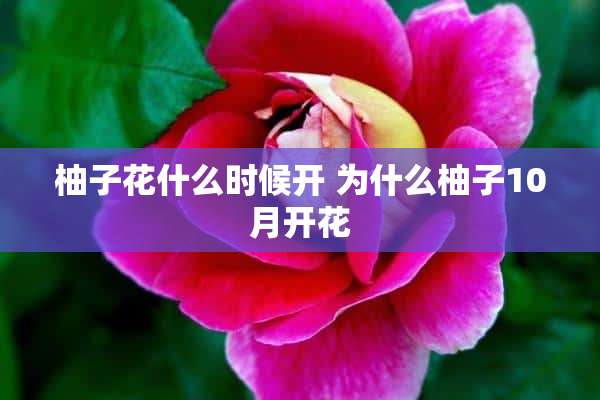 柚子花什么时候开 为什么柚子10月开花